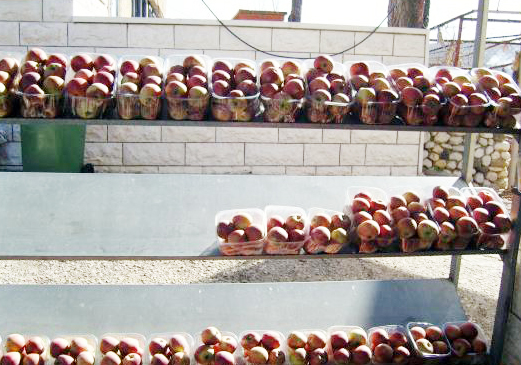 이 지역에서 생산된 사과 