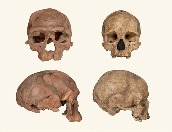▲모로코에서 발견된 화석들. ⓒ영국 런던 자연사박물관