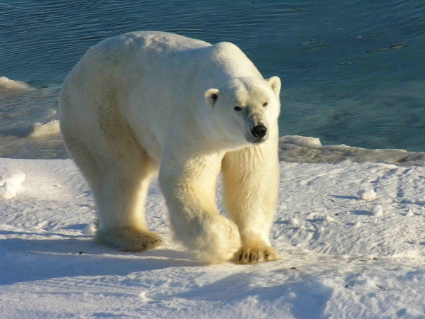 위키백과=북극 곰