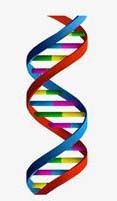▲유전정보를 담고 전달하는 DNA의 모형도