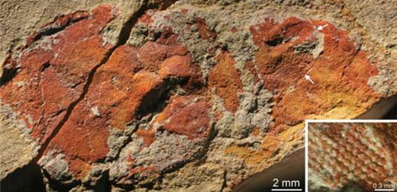 아노말로카리스 화석의 겹눈을 확대한 모습. 아노말로카리스는 무려 16,000개의 렌즈로 이루어진 겹눈을 갖고 있었다. (Paterson, J. et al., Nature, 480:237–240, 2011).