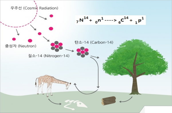 방사성탄소의 생성 및 동·식물 체내 흡수 과정