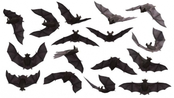코로나19 원인으로 유력하게 검토되는 박쥐들. ⓒ픽사베이