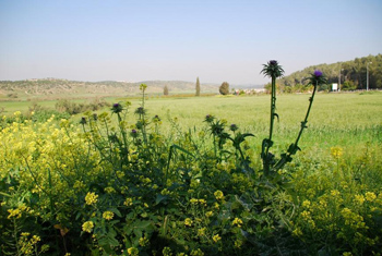 사진 왼쪽의 노란 꽃은 겨자, 그 옆의 억센 식물은 가시 엉겅퀴이다. 2013년 3월 엘라 골짜기에서